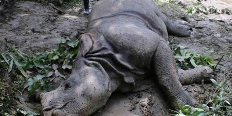 चितवन राष्ट्रिय निकुञ्जमा वयस्क भाले गैँडा मृत फेला