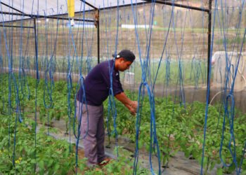 विदेशमा ठक्करः स्वदेशमा अवसर