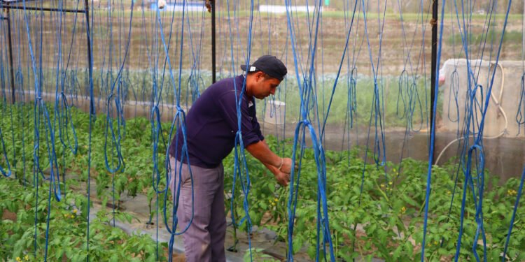विदेशमा ठक्करः स्वदेशमा अवसर
