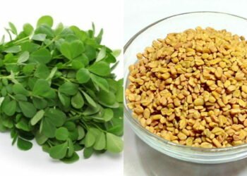 हेल्थ टिप्सः भान्साको औषधी मेथी