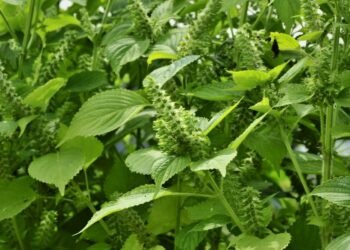 हेल्थ टिप्सः बहुगुणी सिलाम