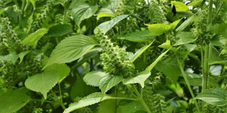 हेल्थ टिप्सः बहुगुणी सिलाम