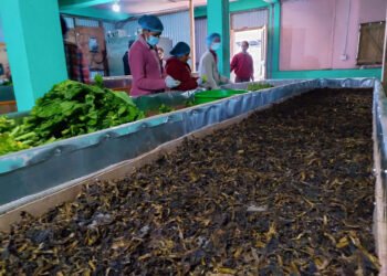 रोङमा व्यावसायिक गुन्द्रुक उत्पादन