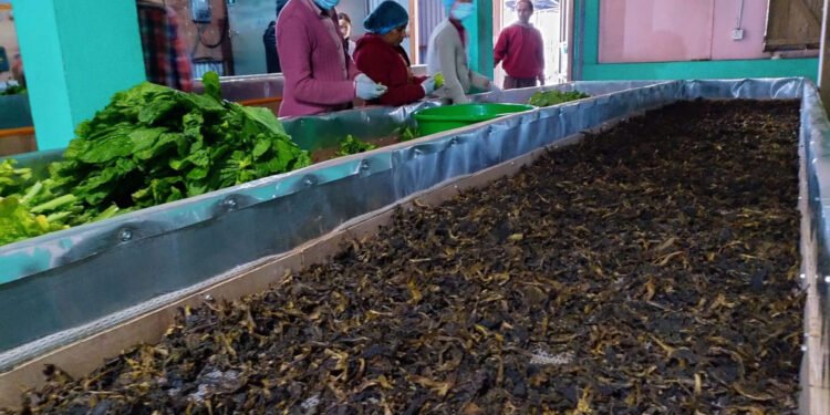 रोङमा व्यावसायिक गुन्द्रुक उत्पादन