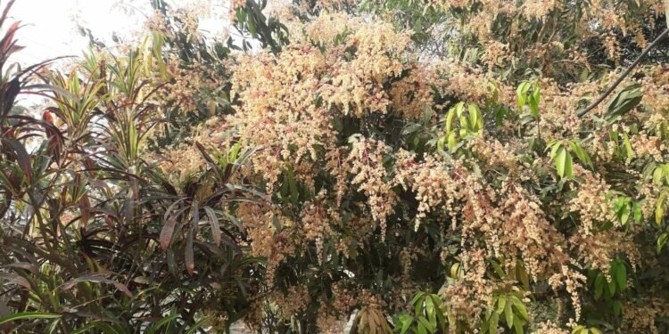 धनुषामा आँप उत्पादन बढ्ने अनुमान