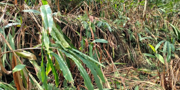 पर्याप्त वर्षा नहुँदा सुक्न थाले अलैँचीका बोट