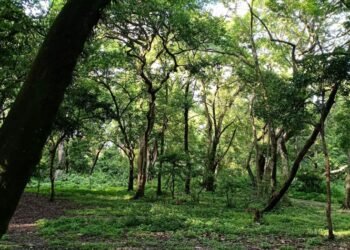 रसुवामा वन व्यवस्थापन अध्ययन गरिँदै