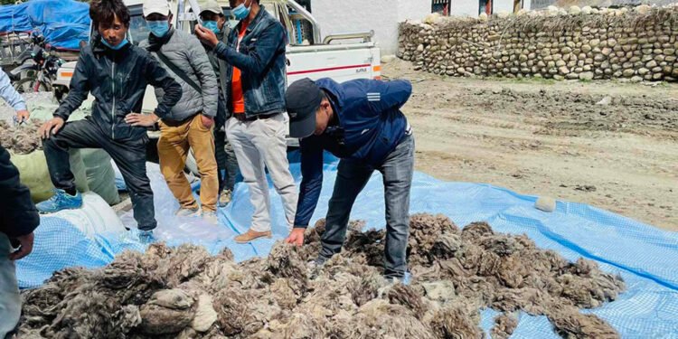 मुस्ताङी च्याङ्ग्राको भुवा संकलन