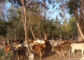 आहारा नपाउँदा रूखका बोक्रा खाँदै छाडा चौपाया