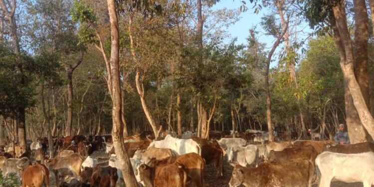 आहारा नपाउँदा रूखका बोक्रा खाँदै छाडा चौपाया