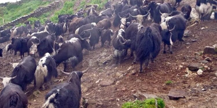 चौँरीपालन व्यवसायलाई संरक्षण गर्नुपर्ने माग