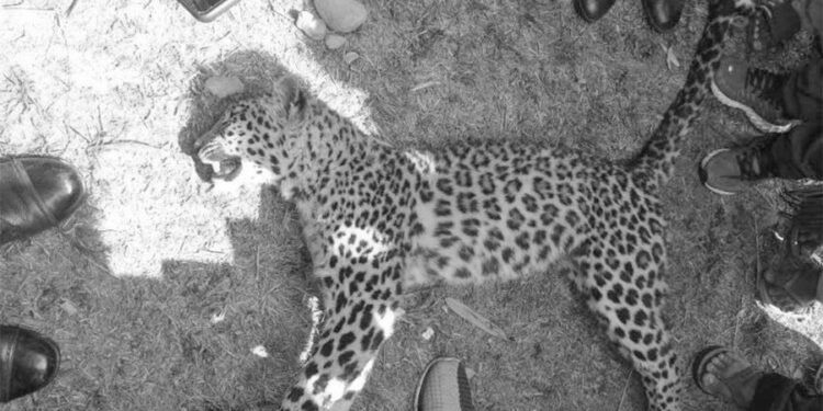 पोखरामा चितुवाको आक्रमणबाट २ जना घाइते, चितुवा मृत फेला