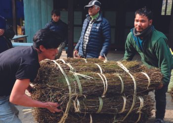 चिराइतोको मूल्य अलैँचीको भन्दा बढी