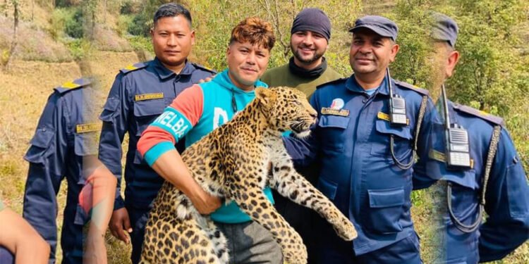 चितुवा बोकेको भाइरल तस्बिरको वास्तविकता