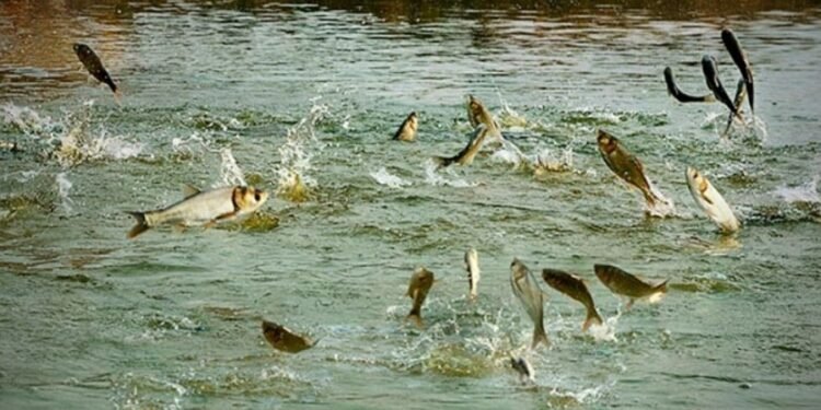 करेन्ट तथा विष्फोटक पदार्थ प्रयोग गरेर माछा मार्न गाउँपालिकाको प्रतिबन्ध