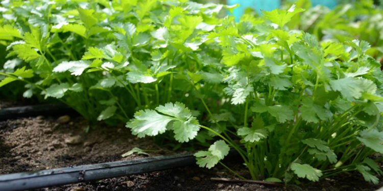 धनियाँ बेचेर वार्षिक तीन लाख आम्दानी