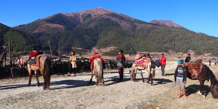 ओझेलमा ढोरपाटन