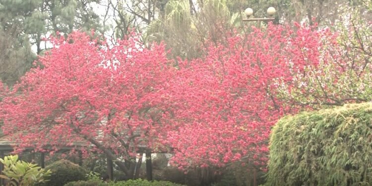 बसन्त ऋतुको आगमनसँगै मनमोहक बन्दै काठमाडौं