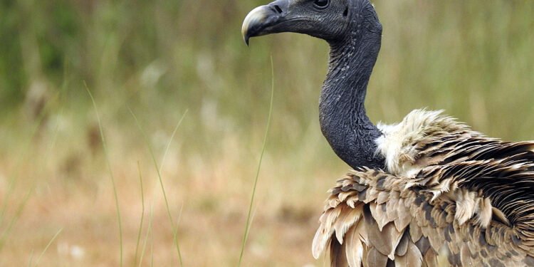 संरक्षण नहुँदा गिद्ध सङ्कटमा