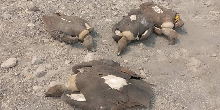 पाँच वटा डङ्गर प्रजातिको गिद्ध मृत फेला