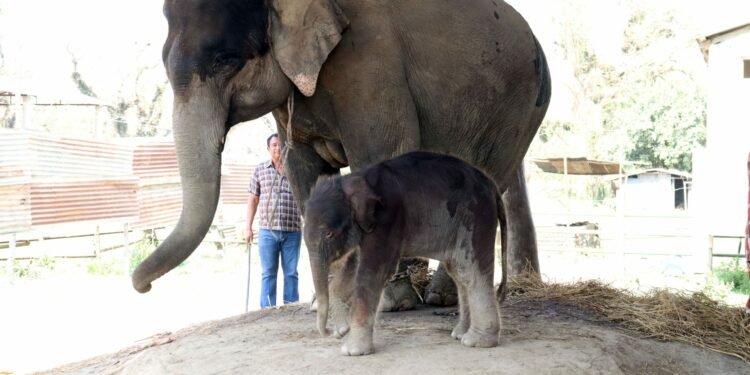माउले छावाको वास्तै नगर्दा…