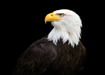 संरक्षण गरिएका गिद्ध प्रकृतिमा छाडिए