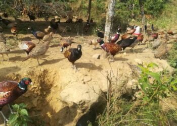 चुरेमा फस्टाउँदो कालिज पालन व्यवसाय