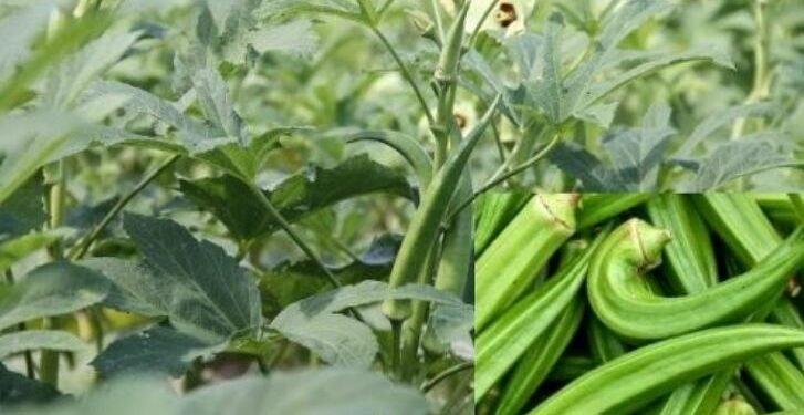 झापामा हात्तीमैत्री ‘सामूहिक खेती’