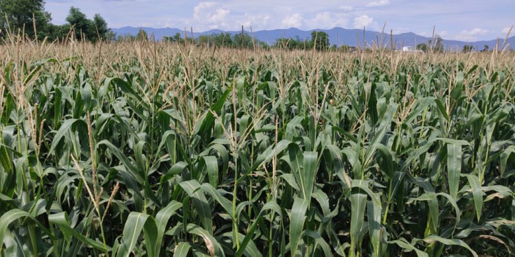 वर्षा नहुँदा समयमा मकैखेती गर्न कठिनाइ