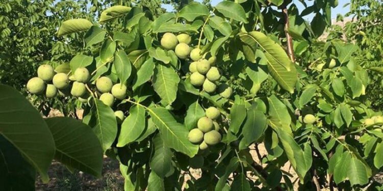 बागलुङमा बाँझो जग्गामा ओखर खेती