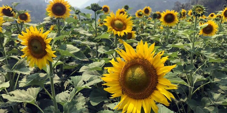 सूर्यमुखीको व्यावसायिक खेती