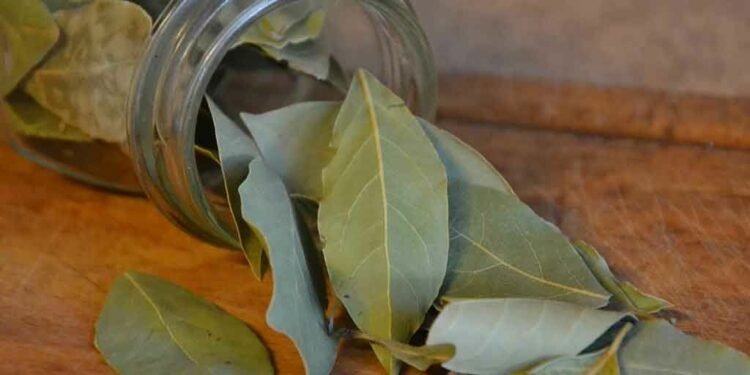 तेजपत्ताका फाइदा