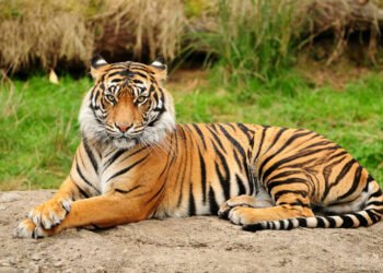 धनगढीमा बाघ देखिएपछि स्थानीयवासी त्रसित