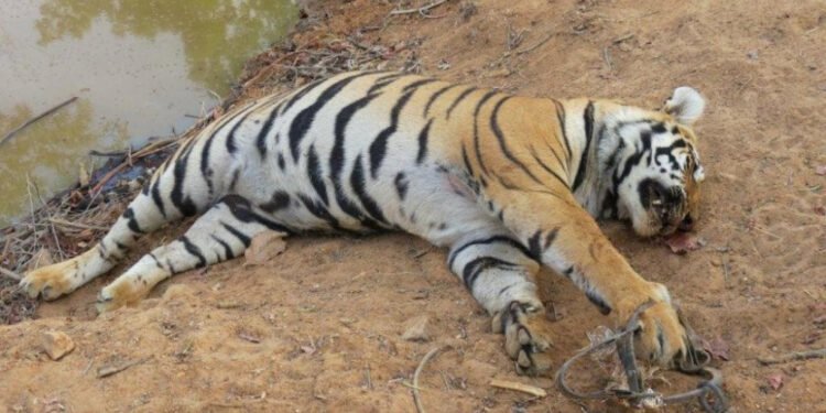 पाटेबाघ मृत फेला