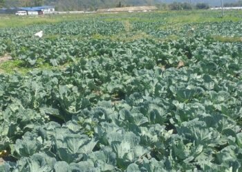 तरकारी खेतीबाट वार्षिक ६ लाख आम्दानी