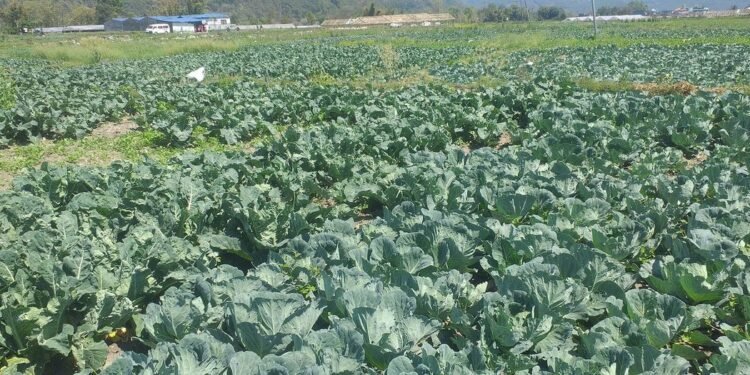 तरकारी खेतीबाट वार्षिक ६ लाख आम्दानी