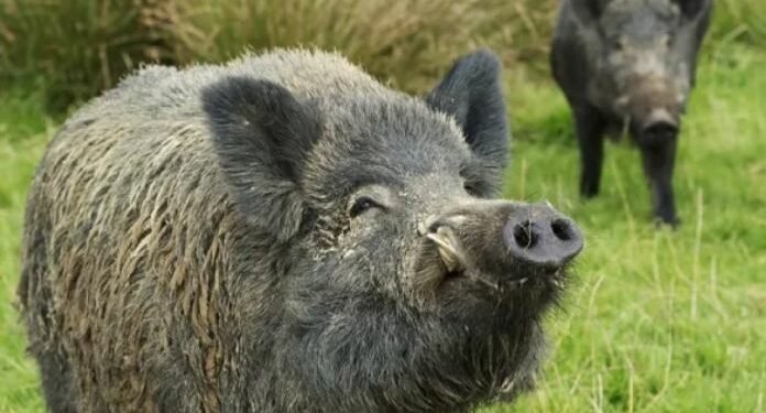 दार्चुलामा बँदेलको आक्रमणबाट सशस्त्र प्रहरीसहित पाँच जना घाइते