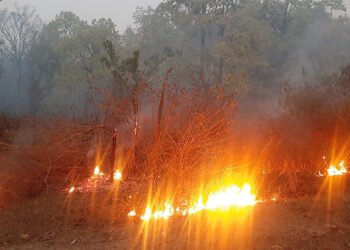 डढेलोले वन सखाप, स्वास्थ्य खराब