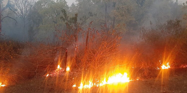 डढेलोले वन सखाप, स्वास्थ्य खराब