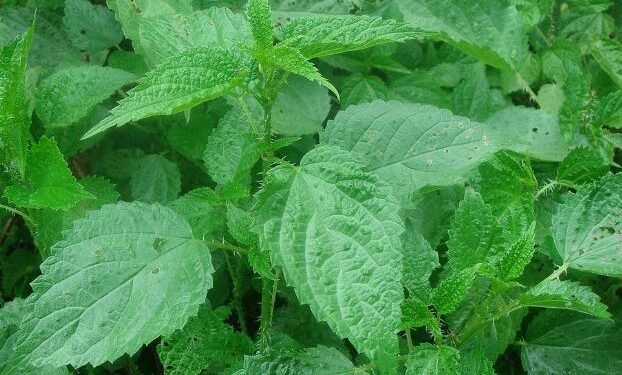 पहिचान बन्दै सिस्नो, बाँको र आलु