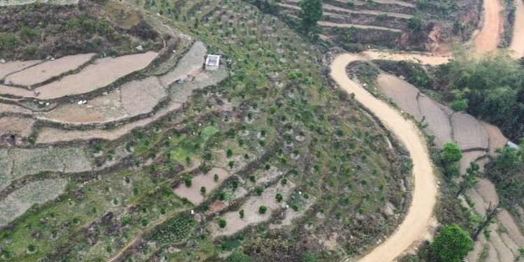 बागलुङमा पाँचभाइको सुन्तलाखेती