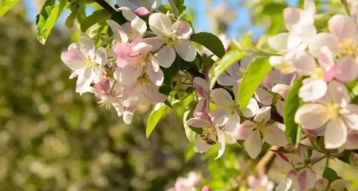 जुम्लामा स्याउ बगैँचा फुलेर सेताम्मे