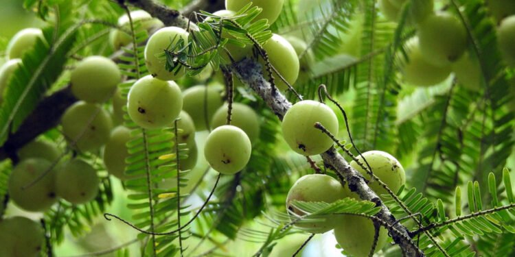 हेल्थ टिप्सः आयु वृद्धि एवं स्वास्थ्य रक्षाका लागि अमला