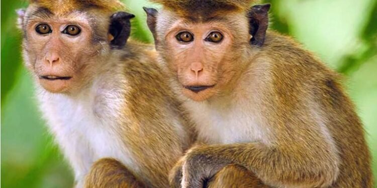 श्रीलङ्काले चीनलाई एक लाख बाँदर बेच्ने तयारी