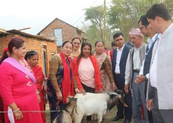 व्यावसायीकतामा जोड दिन बाख्रा उपहार