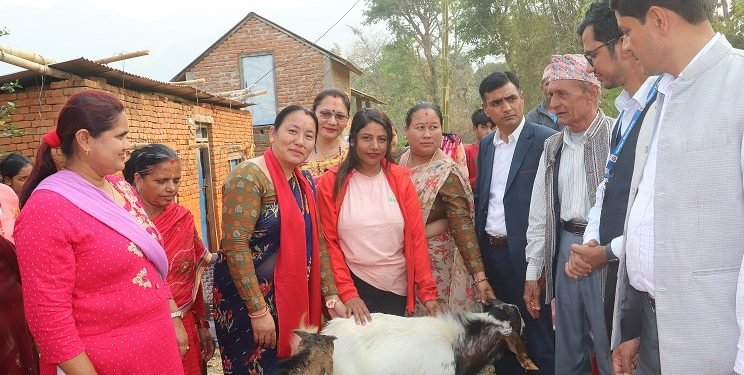 व्यावसायीकतामा जोड दिन बाख्रा उपहार