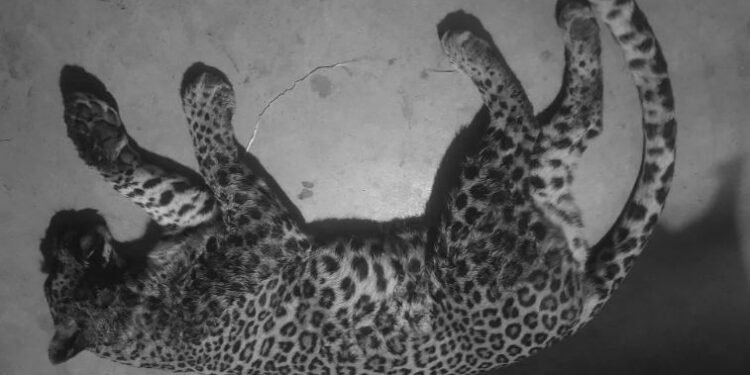 मोटरसाइकलको ठक्करबाट चितुवाको मृत्यु