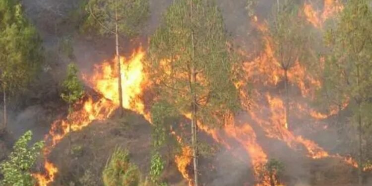 बागलुङमा डढेलोले ४५० हेक्टर वन सखाप