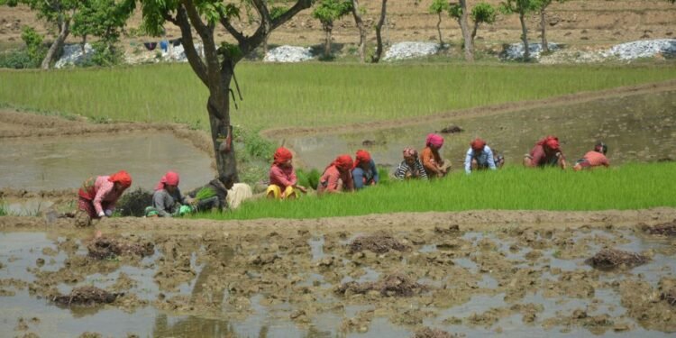 गण्डकी प्रदेशमा चैते धानखेती घट्दै