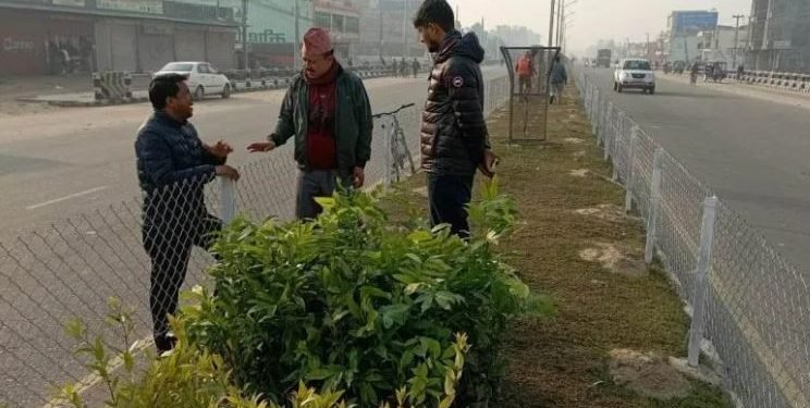 धनगढी बजारको ६ लेन सडकमा रोपियो बोटबिरुवा